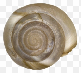 Aegopis Verticillus Férussac - Spiral Png,Shell Png