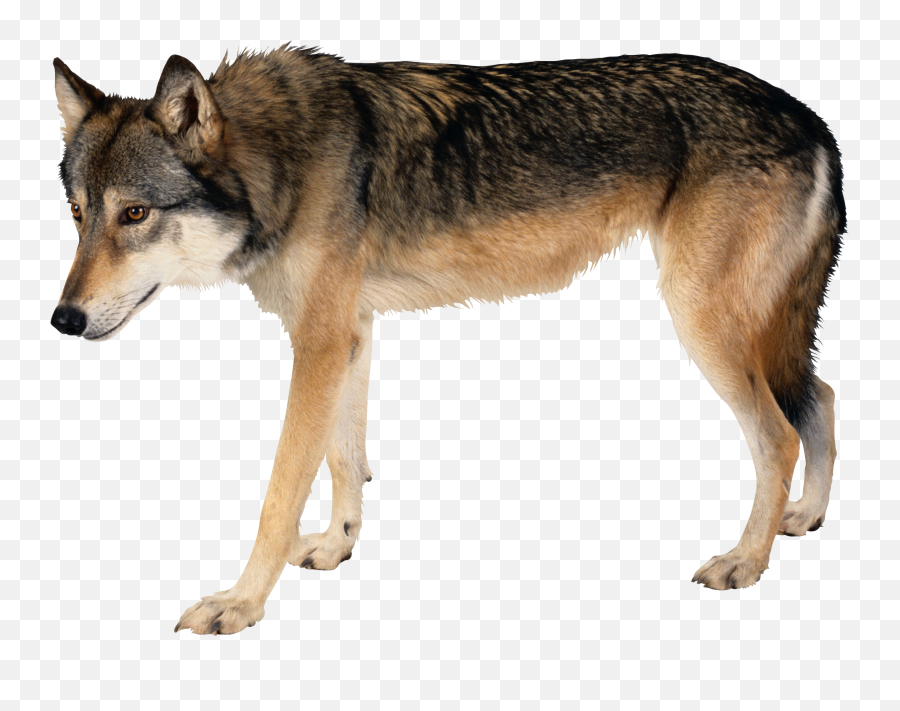 Picture - Wolf Side View Png,Wolves Png