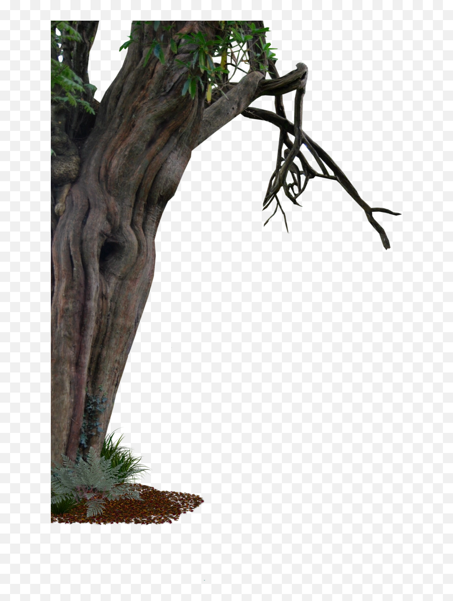 Download Free Png Phim - Tree On The Side,Creepy Tree Png