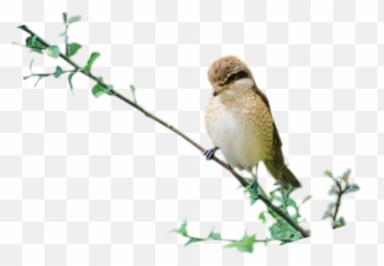Birds Png Photo Transparent - Sandmartin Png,Birds Png