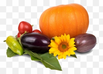 Thanksgiving Pumpkin Image Hq Png - Transparent
