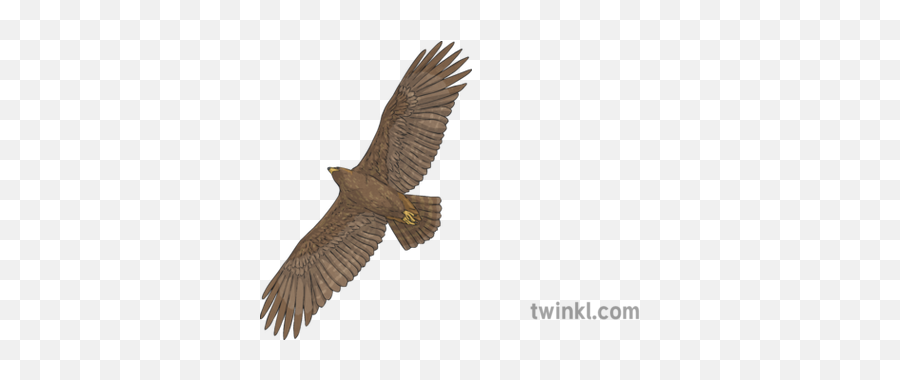 Golden Eagle In Flight Bird Of Prey Animal Scotland Ks2 - Sharp Shinned Hawk Png,Golden Eagle Png