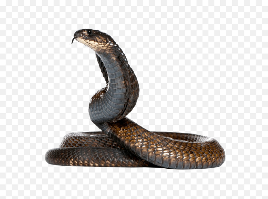 Dangerous Black Snake Png Image - Snake Png,Snake Transparent Background