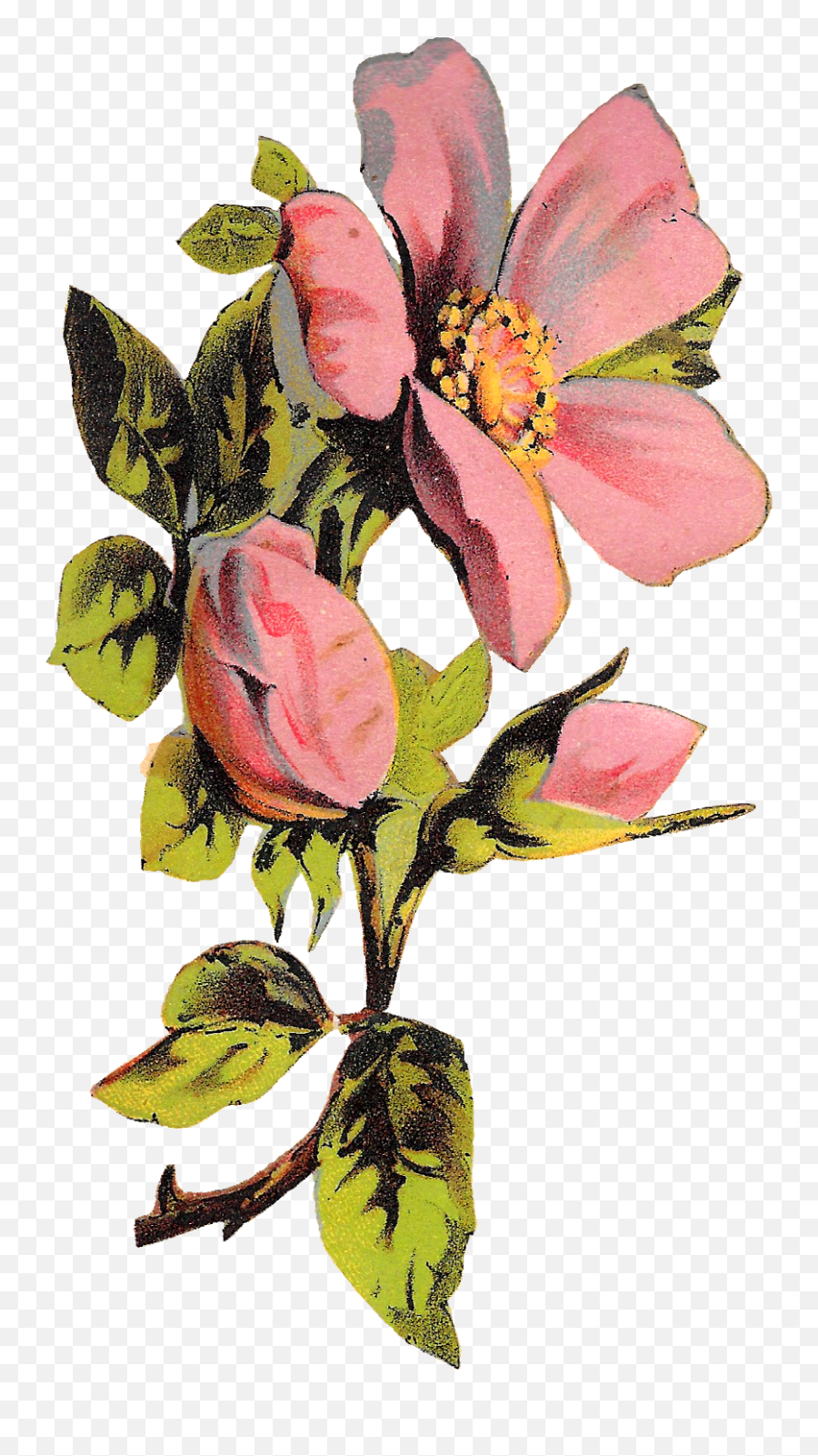 Download Flower Rose Floral Botanical - Transparent Background Floral Illustration Png,Flower Illustration Png