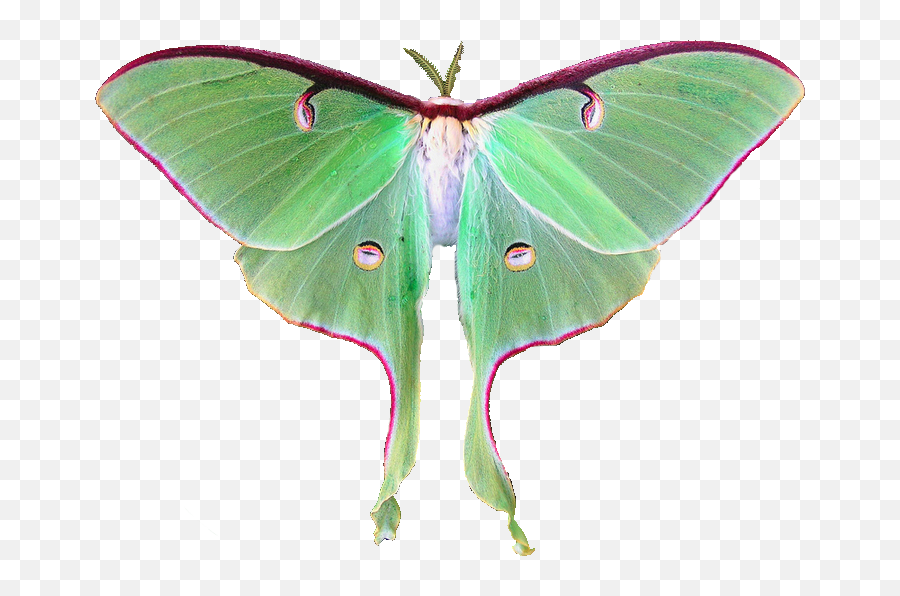 Download Hd Luna Moth Fairy - Luna Moth Transparent Png,Moth Png