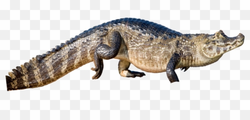 Species U2014 The Ray Laboratory - Nile Crocodile Png,Alligator Png