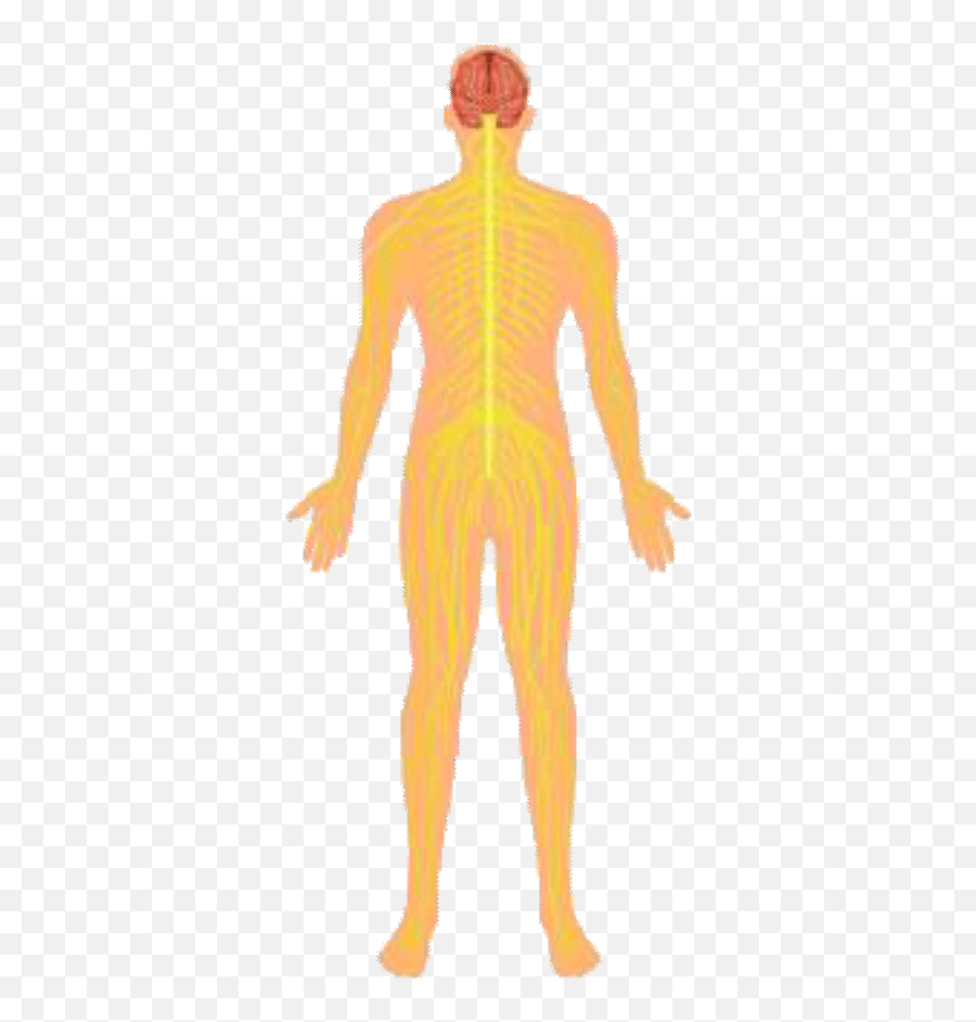 Index Of Renatus - Novaingredientshumanbodysystems Male Png,Nervous System Png