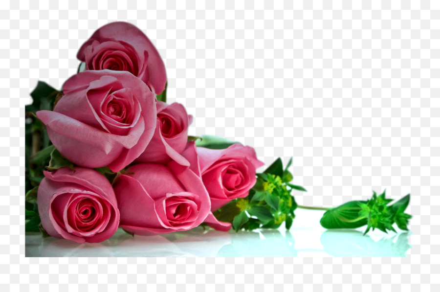 Pink Rose Flower Background Png - Roses Png Transparent Background,Rose Flower Png