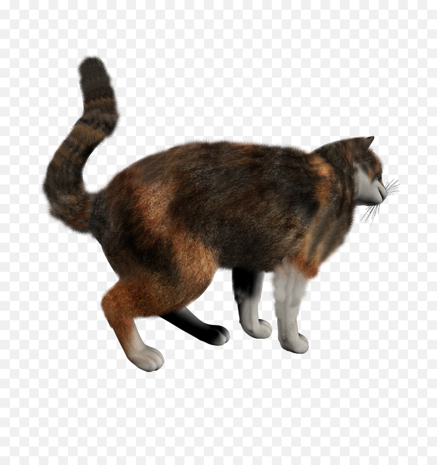 Cat Transparent Background Image Png