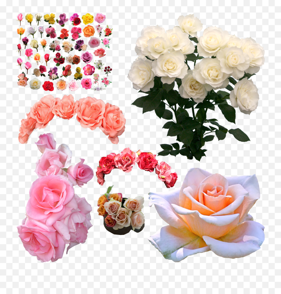 Download Png Flowers White Rose - Pink White Flower Rose Png,White Rose Transparent