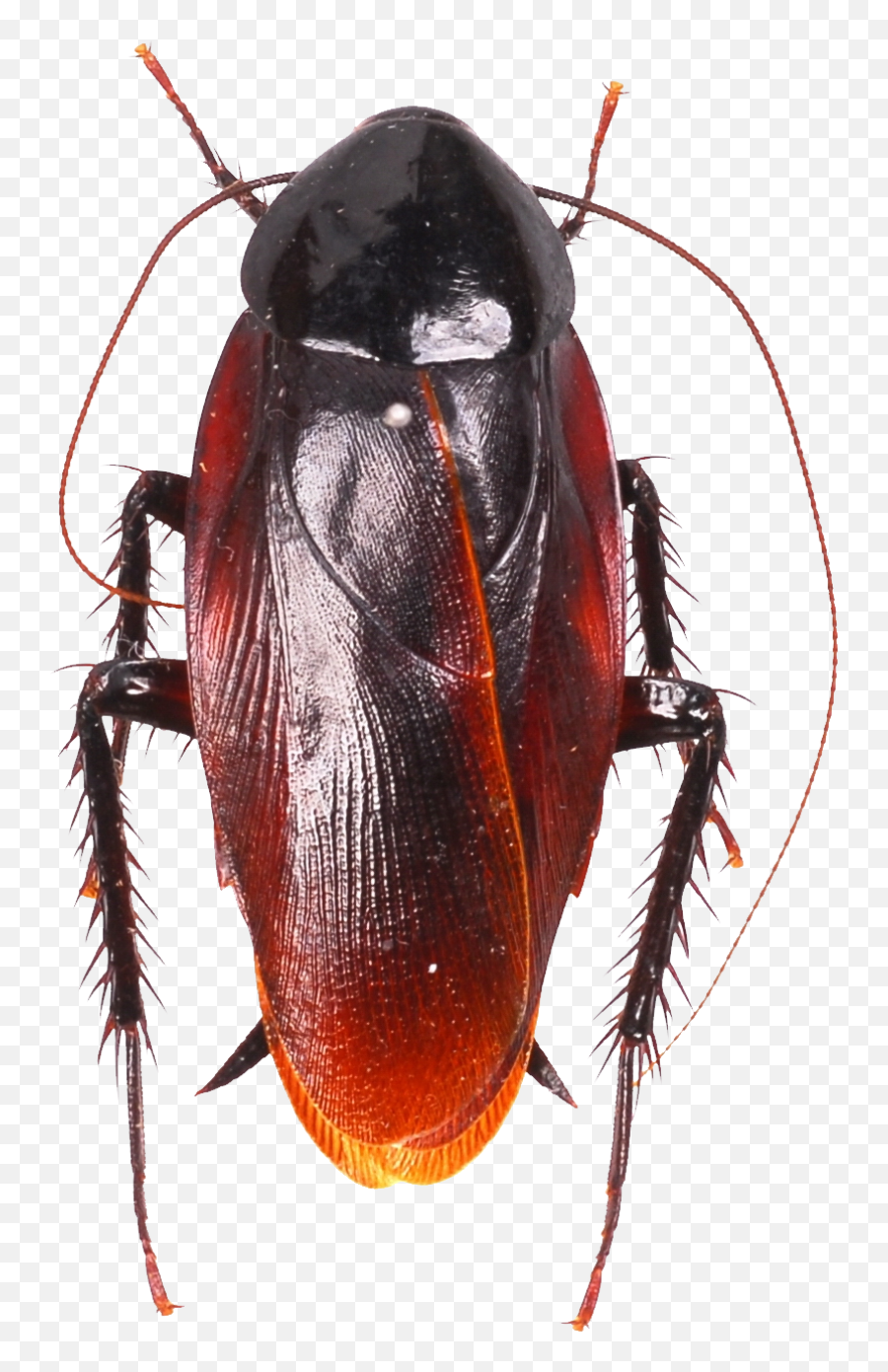 Roach Png Images Free Download - Cockroach Types,Cockroach Png