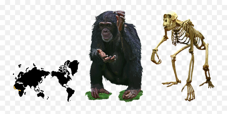 Adult Male Chimpanzee Eskeletons - Chimpanzee Worksheet Png,Chimpanzee Png