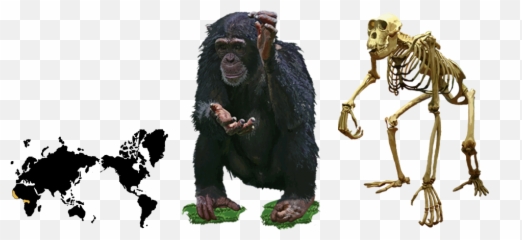 Adult Male Chimpanzee Eskeletons - Chimpanzee Worksheet Png,Chimpanzee Png
