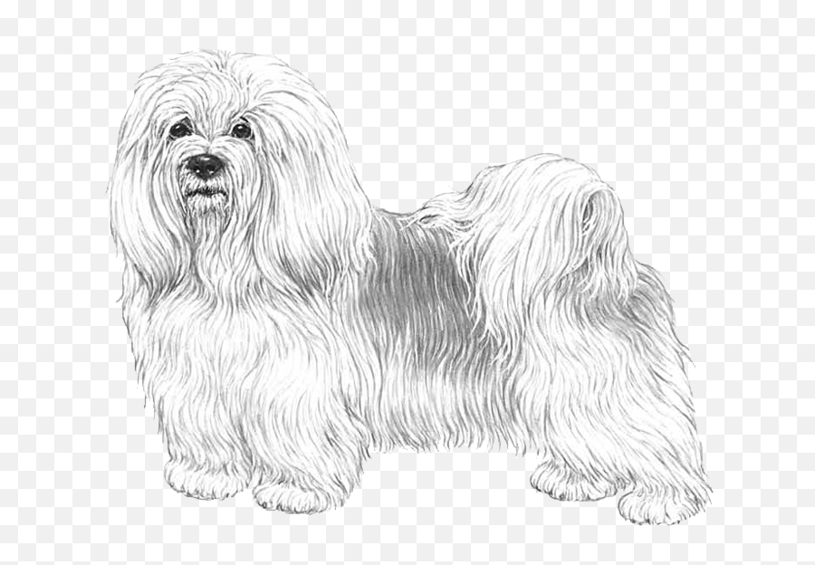 Embark Dog Dna Test - Breed Tegninger Af Bichon Havanais Png,Shih Tzu Icon