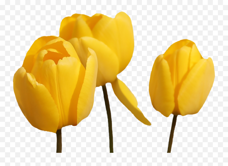 Tulip - Flowerfreepngtransparentimagesfreedownload Tulip Png,Tulip Transparent
