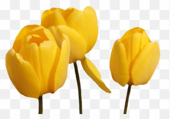 Tulip - Flowerfreepngtransparentimagesfreedownload Tulip Png,Tulip Transparent
