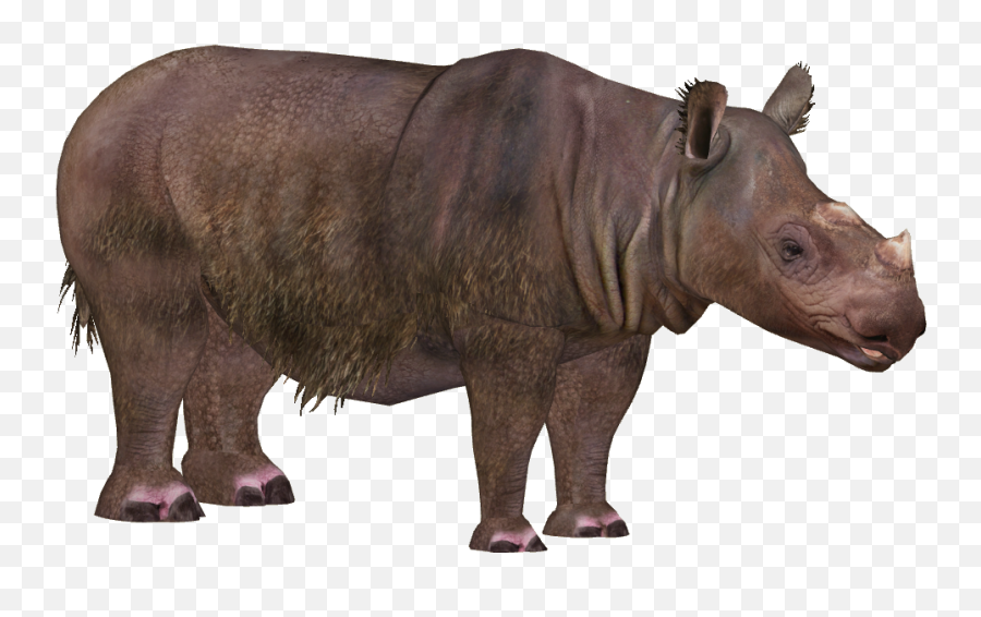 Rhino Png Download Image - Zoo Tycoon 2 Sumatran Rhino,Rhino Png