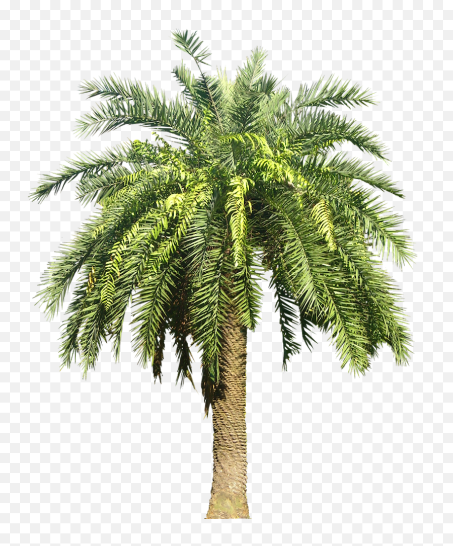 Palm Png And Vectors For Free Download - Dlpngcom Palm Tree Png Transparent,Palm Png
