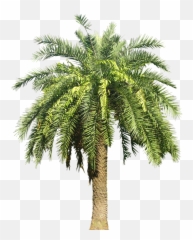 Palm Png And Vectors For Free Download - Dlpngcom Palm Tree Png Transparent,Palm Png