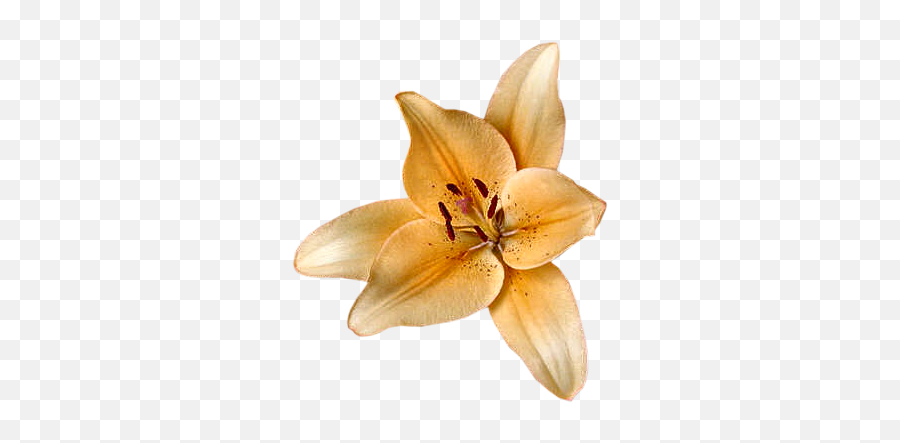 Index Of Userstbalzeflowerlily - Tiger Lily Png,Lilies Png