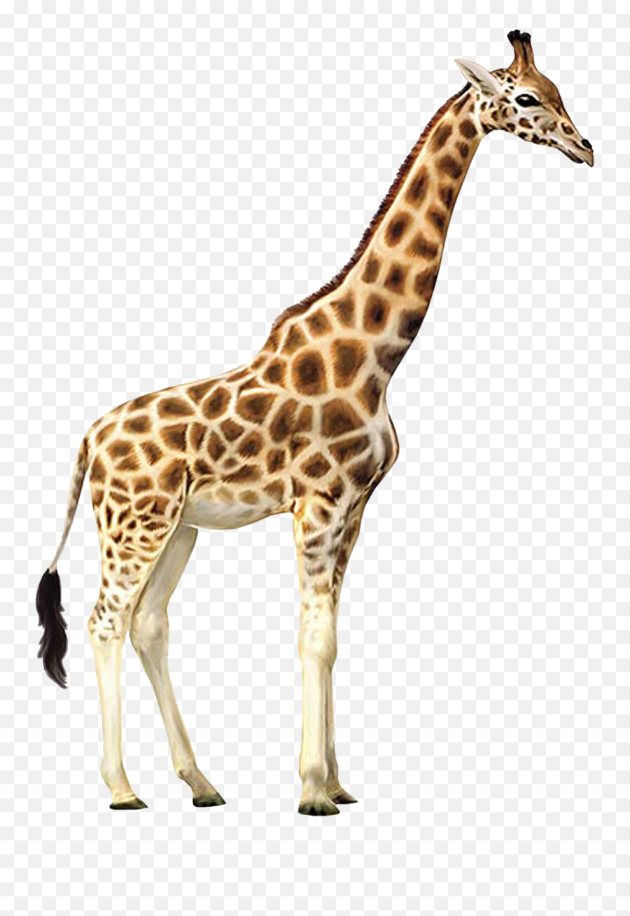 Png Background - Giraffe Png,Giraffe Transparent Background