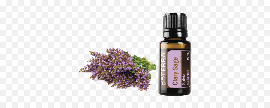 Clary Sage U2013 Essential Oils And Yoga - Clary Sage Essential Oil Doterra Png,Sage Png