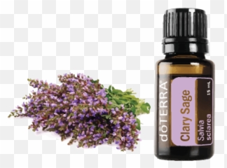 Clary Sage U2013 Essential Oils And Yoga - Clary Sage Essential Oil Doterra Png,Sage Png