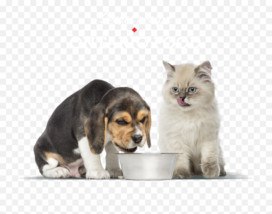 Cat And Dog Eating Petfood - Dog Cat Png,Dog And Cat Png