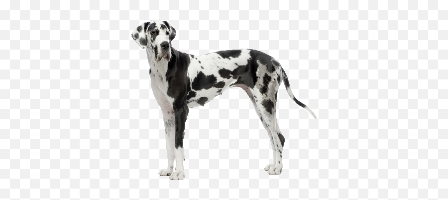 Beds And Collars For Great Danes Png Dane