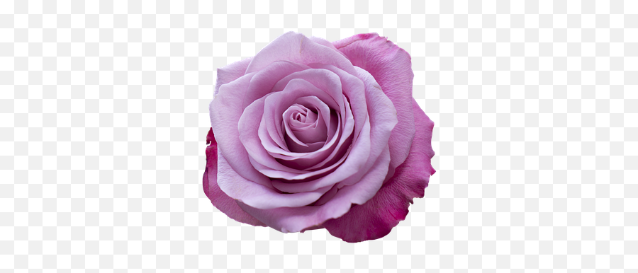 Purple Rose Wallpapers Hd - Clip Art Png,Purple Rose Png