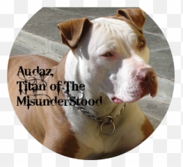 Pitbull Png - Pitbull Dog Red Nose,Pitbull Png
