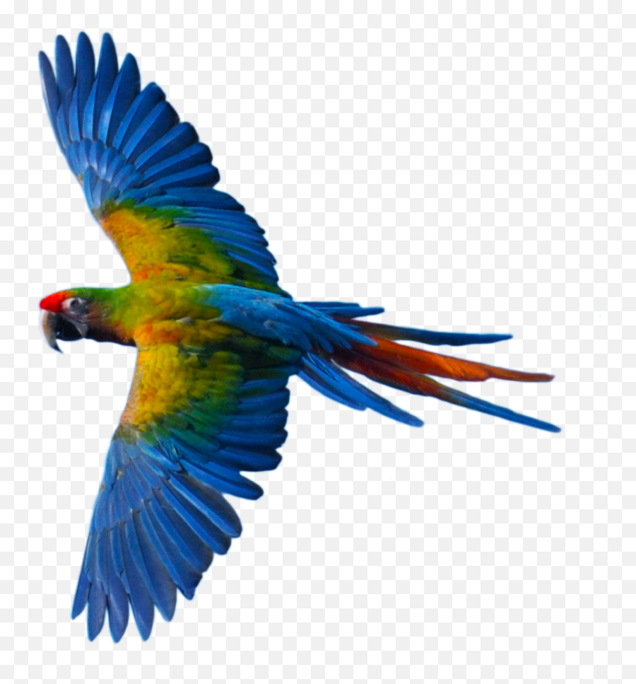 Bird Flying Png - Flying Parrot Png,Flying Png