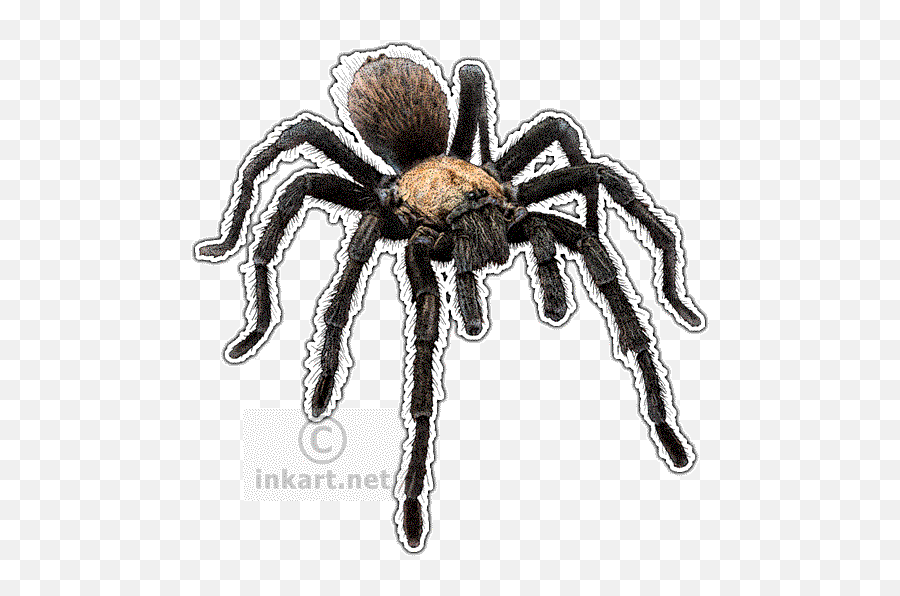 Western Desert Tarantula Decal - Desert Animal Tarantula Drawing Png,Tarantula Png