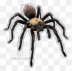 Western Desert Tarantula Decal - Desert Animal Tarantula Drawing Png,Tarantula Png