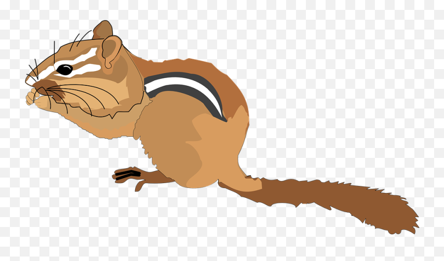 Chipmunk Small Forest - Clip Art Of Chipmunk Png,Chipmunk Png