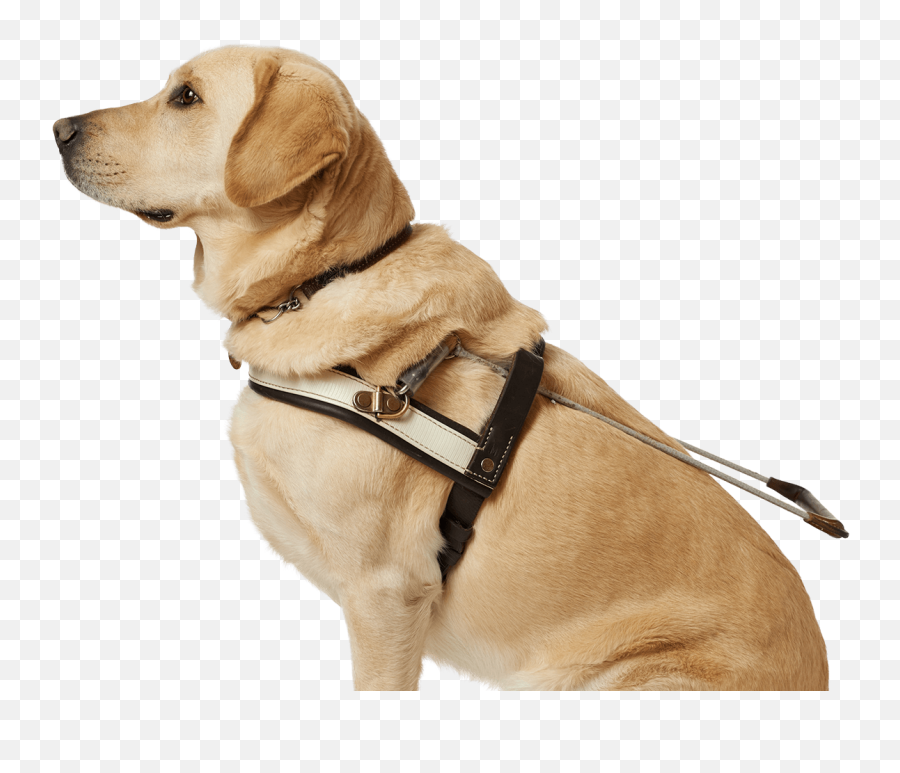 Download Guide Dog Transparent Background Hd Png - Transparent Guide Dog Png,Dogs Transparent Background