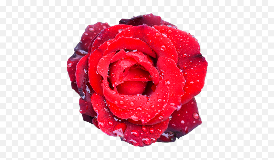 Free Photo Flower Romance Rose Petal Bouquet Wedding Love - Bouquet De Fleur Mariage Png,Rose Petal Png