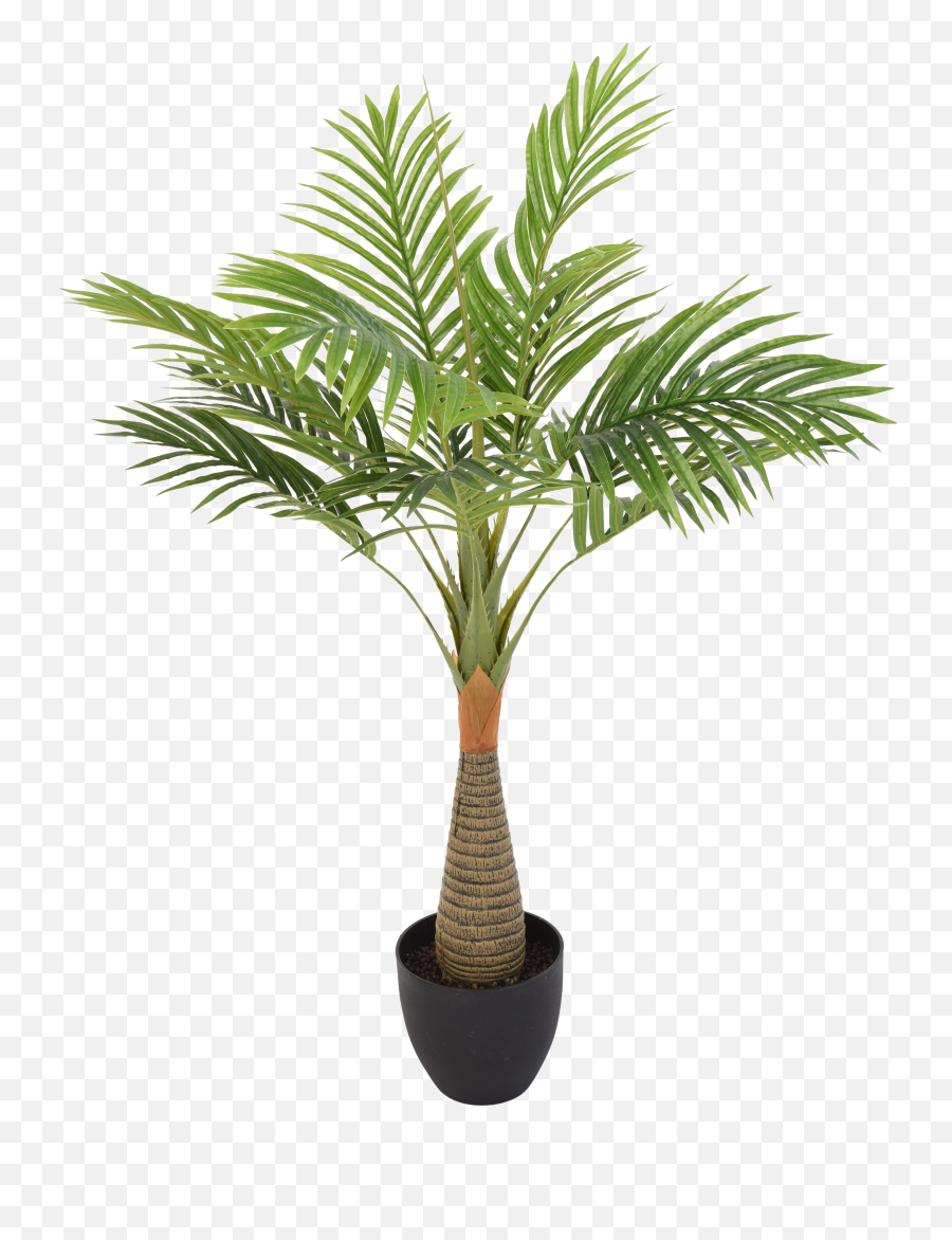 Palm Tree Leaf Transparent Background Png Play - Palmera Planta,Leaf Transparent Background