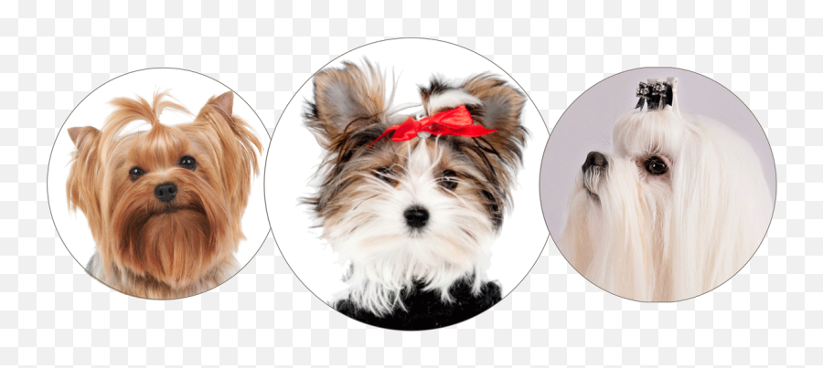 Download Morkie Yorkie And Maltese - Morkie Png Image With Biewer Yorkshire Maltese,Yorkie Png