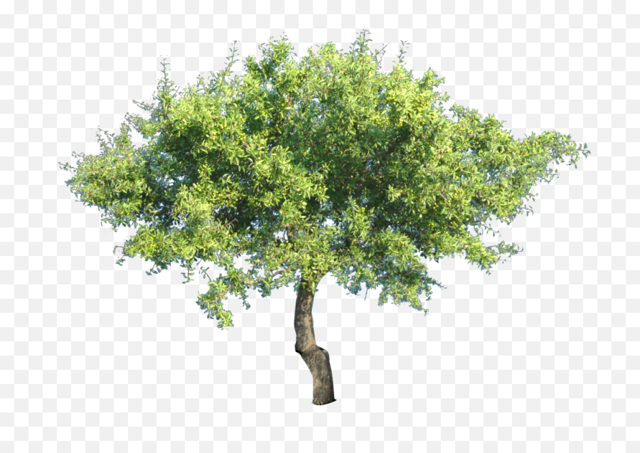 Trees Png Transparent Tree
