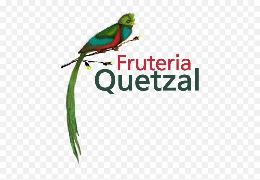 Download Fruteria Quetzal - Quetzal Png,Quetzal Png