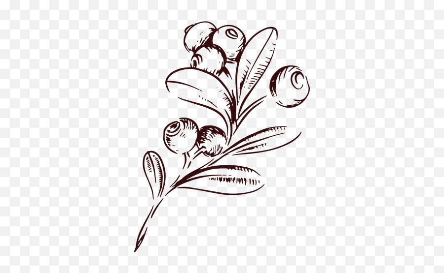 Cranberries Branch Hand Drawn Thanksgiving - Transparent Png Rojo Arandano Dibujo Png,Cranberries Png