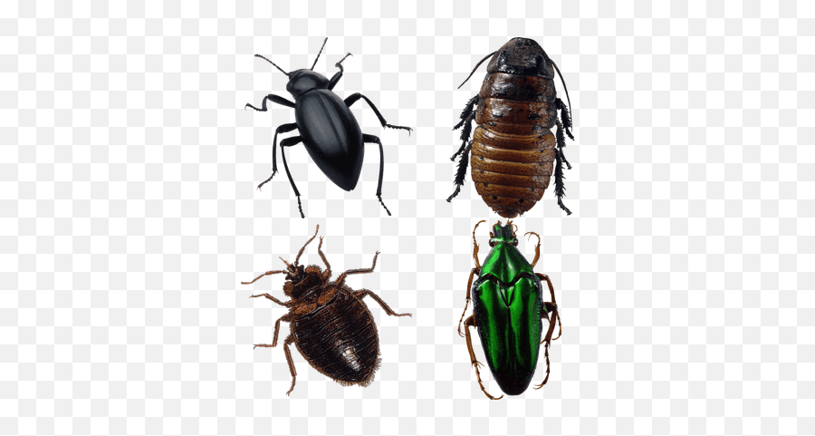 Bugs Clipart Png Images