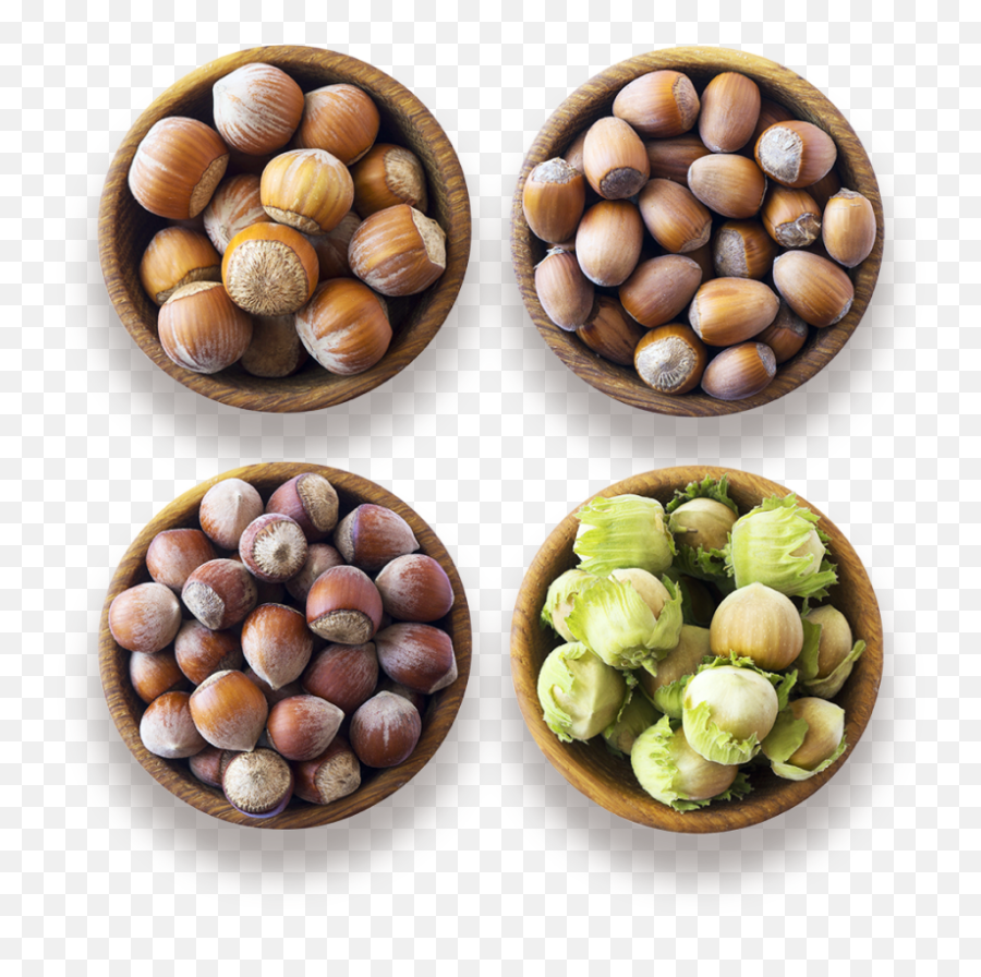 About Hazelnuts - Chestnut And Hazelnut Png,Hazelnut Icon