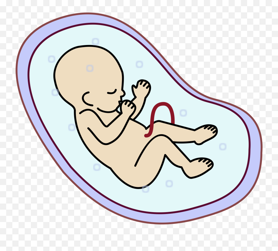 Transparent Baby Womb Clipart - Embryo Clipart Transparent Png,Baby Clipart Transparent