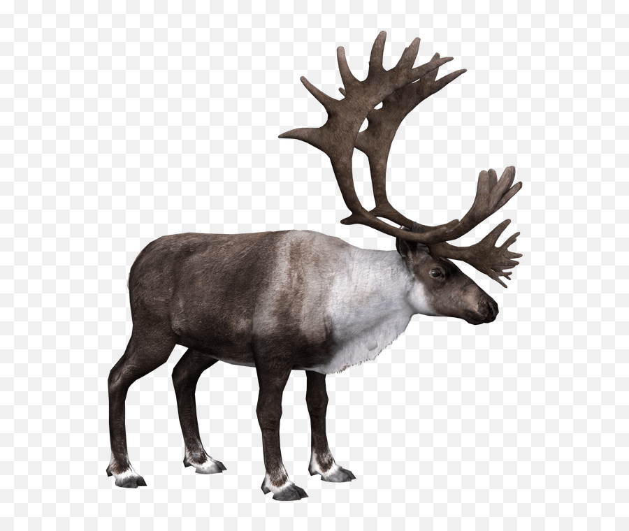 Caribou - Zoo Tycoon 2 Caribou Png,Caribou Png