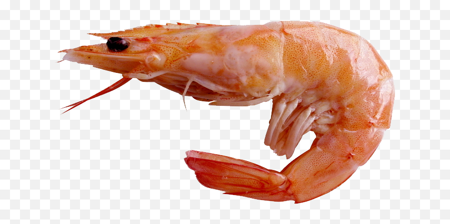 27 Shrimps Png Images Are Available For - Shrimp Png,Shrimp Png