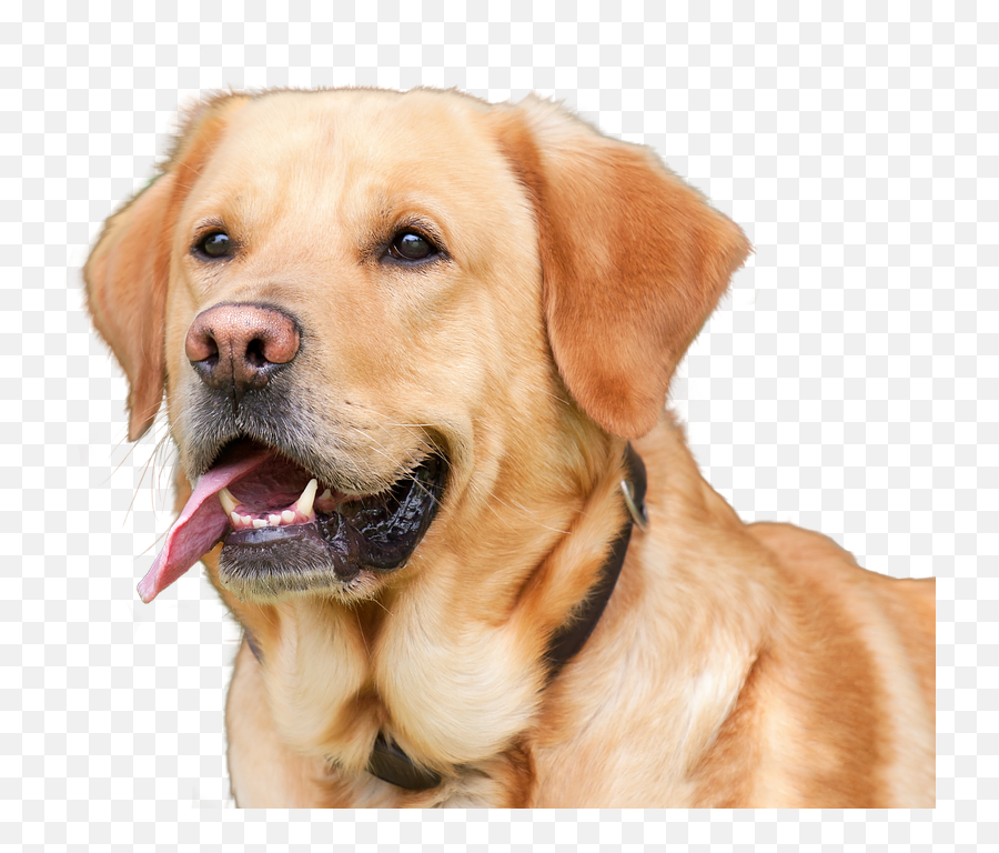 Dog Transparent Png Image Free8 Clipart Vectors Psd - Dog With With Human Eyes,Dog Png