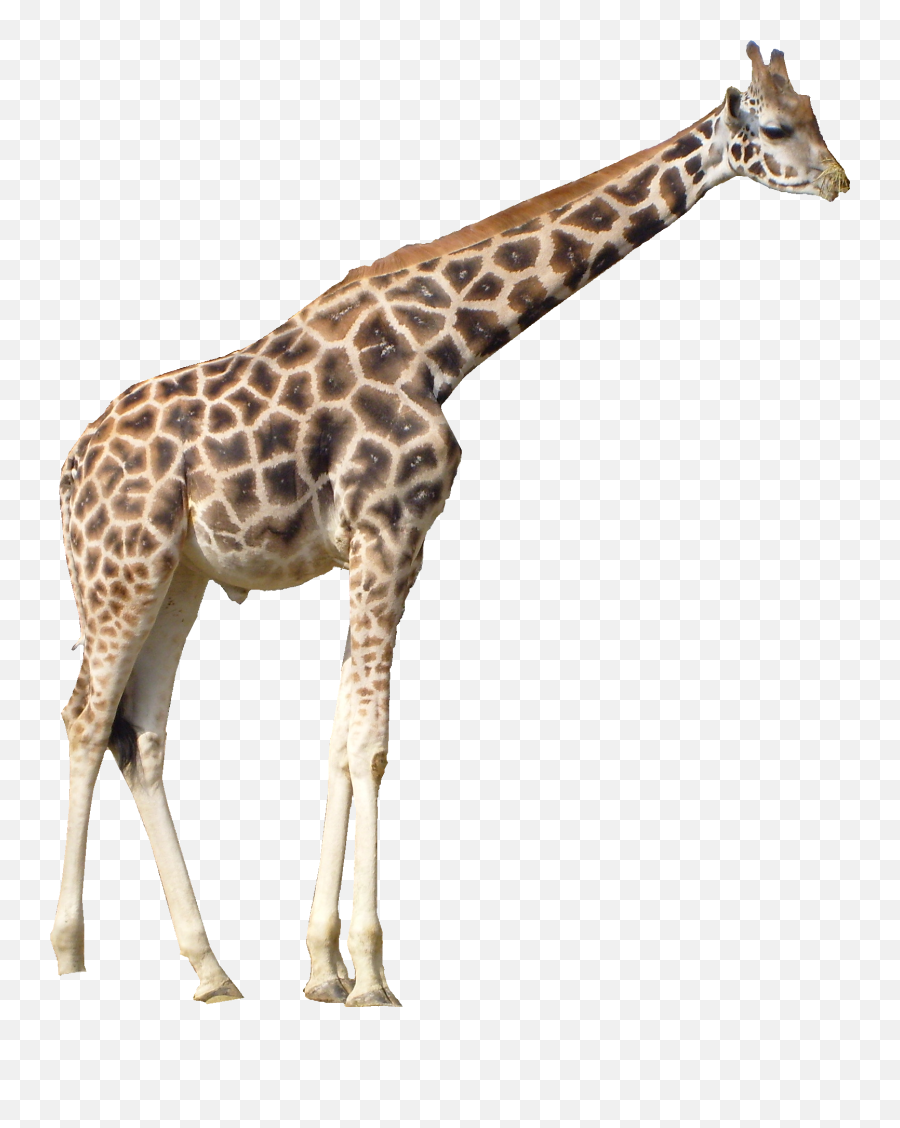 Giraffe Clipart Transparent Background - Giraffe Png,Giraffe Transparent Background