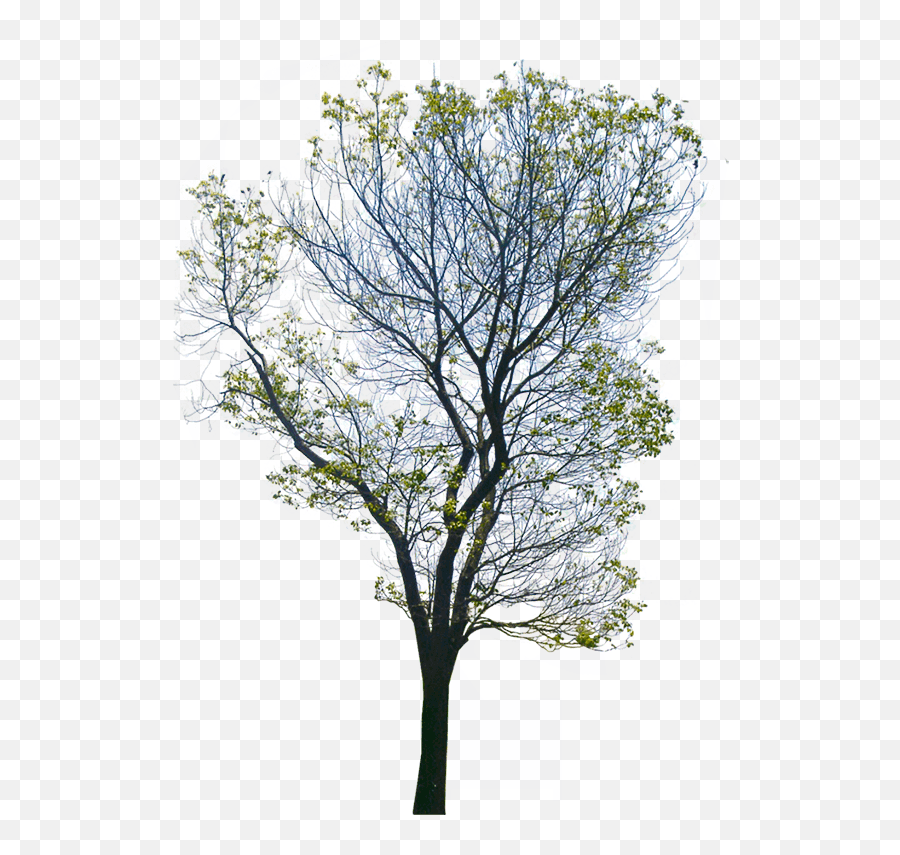 Wild - Portable Network Graphics Png,Tree Illustration Png